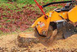 Best Fruit Tree Pruning  in Blennerhassett, WV
