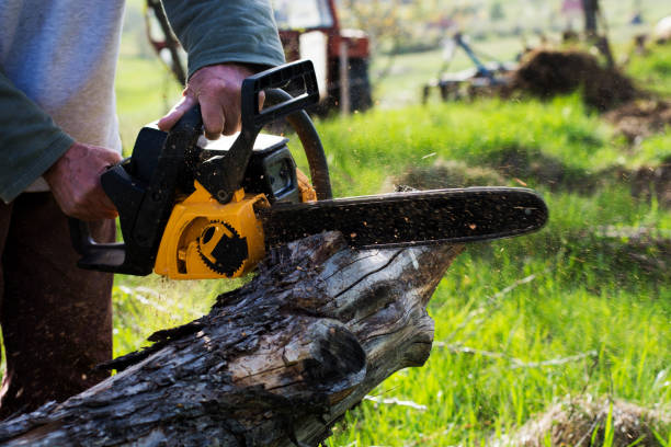 Best Tree Risk Assessment  in Blennerhassett, WV